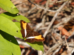 Adelpha cocala