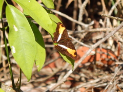 Adelpha cocala