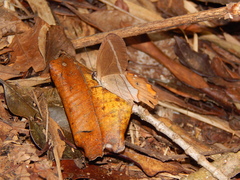 Pierella nereis