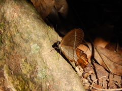 Pierella nereis