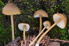 Entoloma formosum