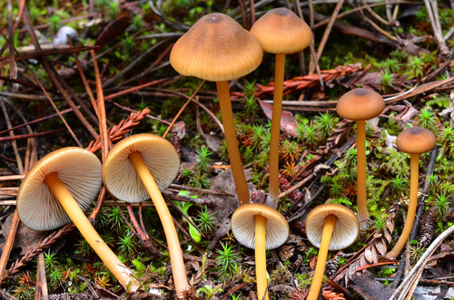 Pretty Pinkgill (Entoloma formosum) · iNaturalist