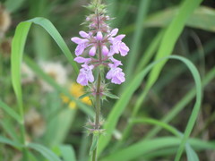Stachys drummondii