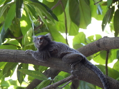 Callithrix jacchus × penicillata