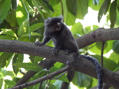 Callithrix jacchus × penicillata