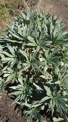 Echium hierrense
