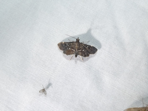 Harlequin Webworm Moth photo 4