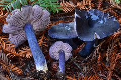 Entoloma subcarneum