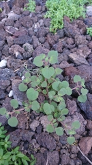 Parietaria debilis