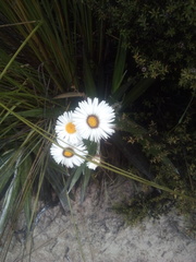 Celmisia spectabilis magnifica