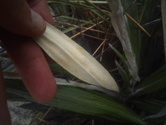 Celmisia spectabilis magnifica