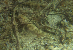 Favonigobius lateralis