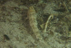 Favonigobius lateralis