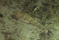 Favonigobius lateralis