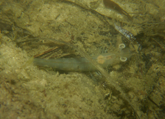 Penaeus latisulcatus