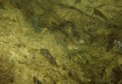 Penaeus latisulcatus