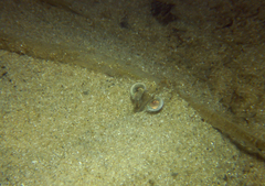 Penaeus latisulcatus