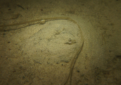 Penaeus latisulcatus