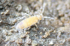 Entomobrya assuta