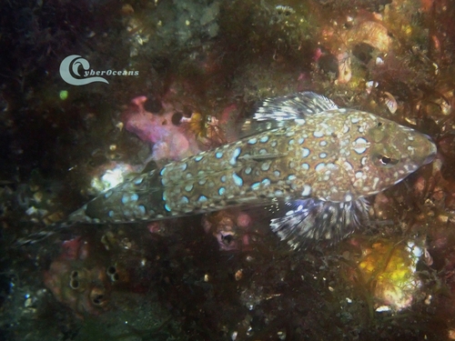 Common Dragonet, 2970 Sesimbra, Portugal, photo 7 of 10