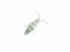 Entomobrya assuta