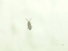 Entomobrya assuta