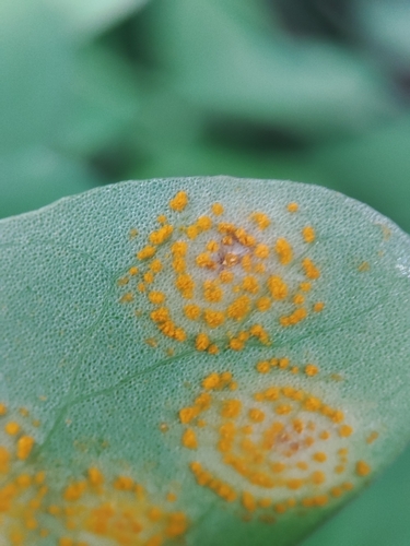 Oxalis rust