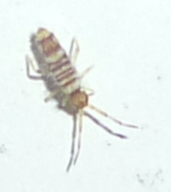 Entomobrya atrocincta