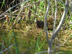 Butorides virescens image