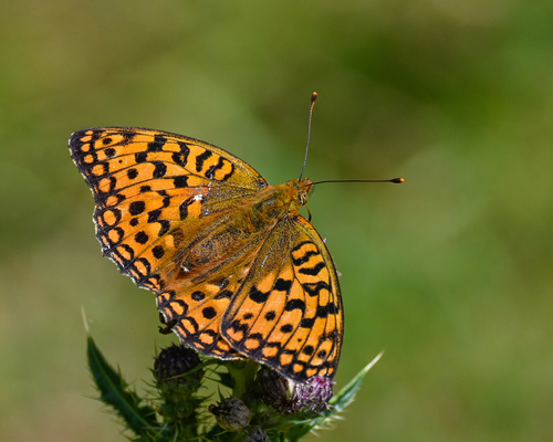 High Brown Fritillary photo 5