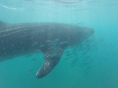 Whale Shark