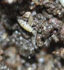Entomobrya ligata