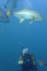 Caranx heberi