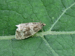 Syricoris lacunana