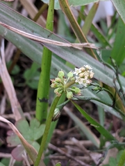 Hydrocotyle tribotrys