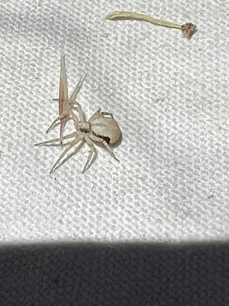 Philodromus insperatus