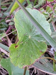 Hydrocotyle tribotrys
