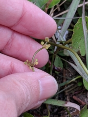 Hydrocotyle tribotrys
