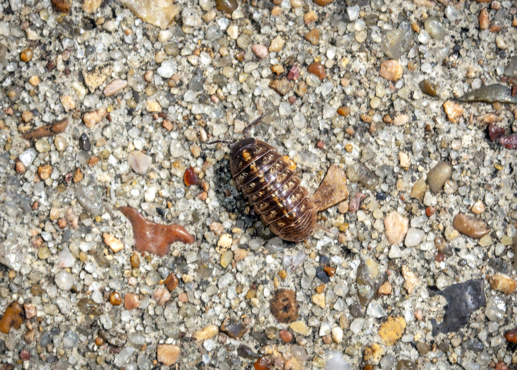 Common Pill Woodlouse From Shadow Creek Ranch Pearland TX USA On common-pill-woodlouse-from-shadow-creek-ranch-pearland-tx-usa-on