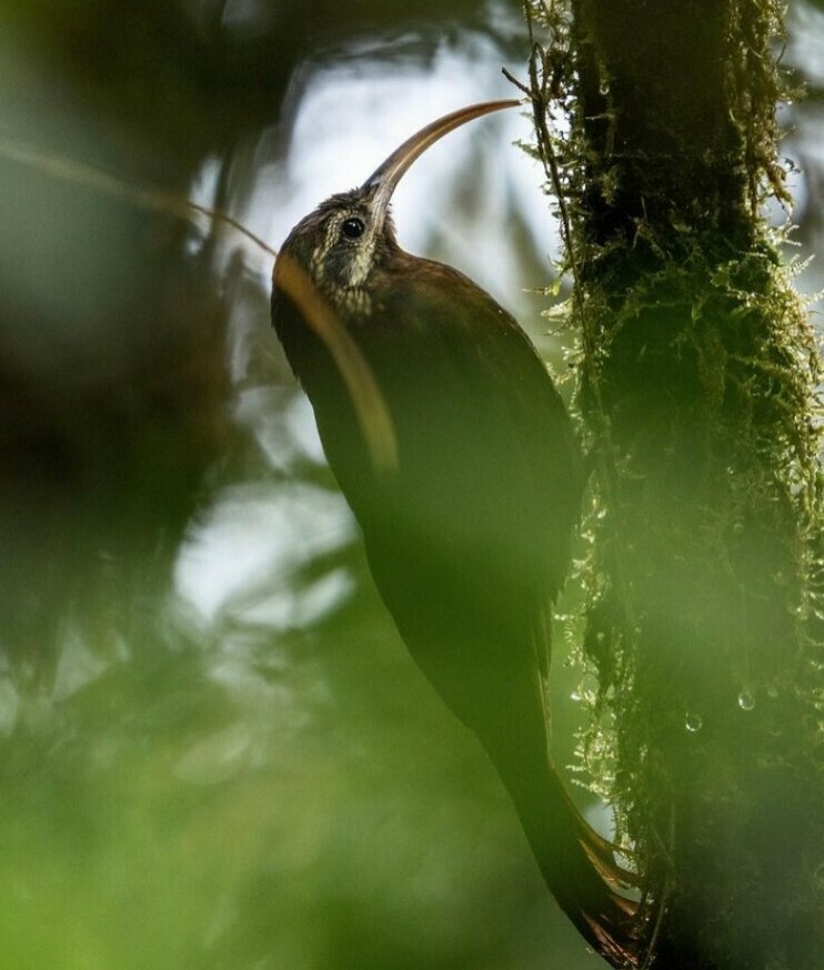 Greater Scythebill photo