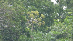 Cussonia