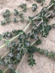 Euphorbia leucophylla