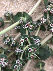 Euphorbia leucophylla