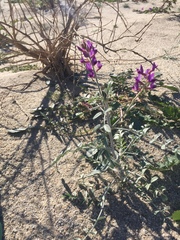 Astragalus lentiginosus borreganus