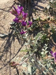 Astragalus lentiginosus borreganus