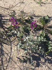Astragalus lentiginosus borreganus
