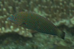 Anampses caeruleopunctatus