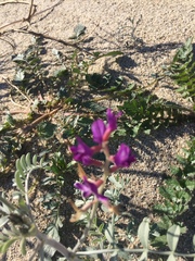 Astragalus lentiginosus borreganus