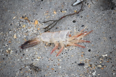 Penaeus