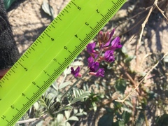 Astragalus lentiginosus borreganus